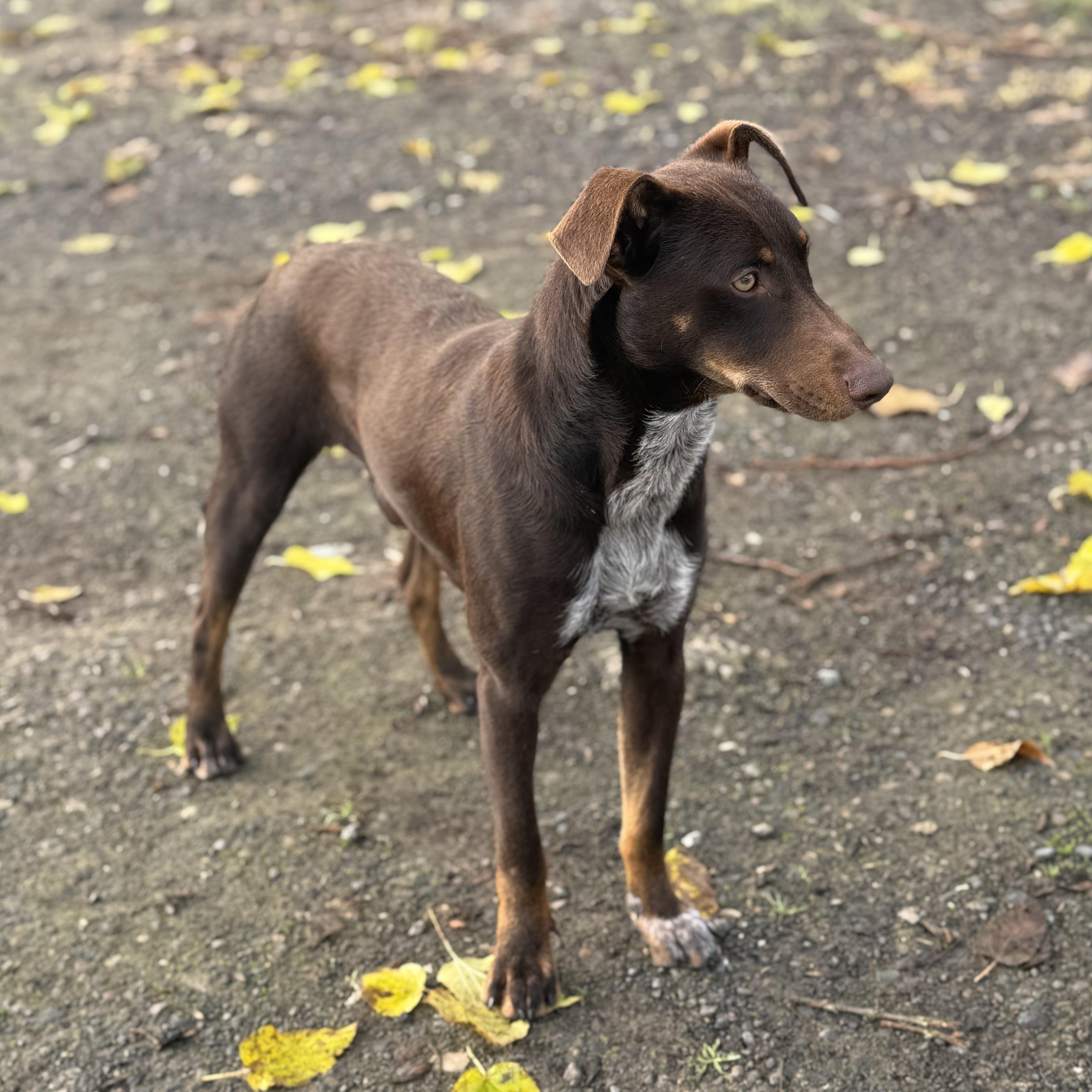 Enlarge Richard, a ADOPTABLE mixed breed in modesto, CA image 4/6