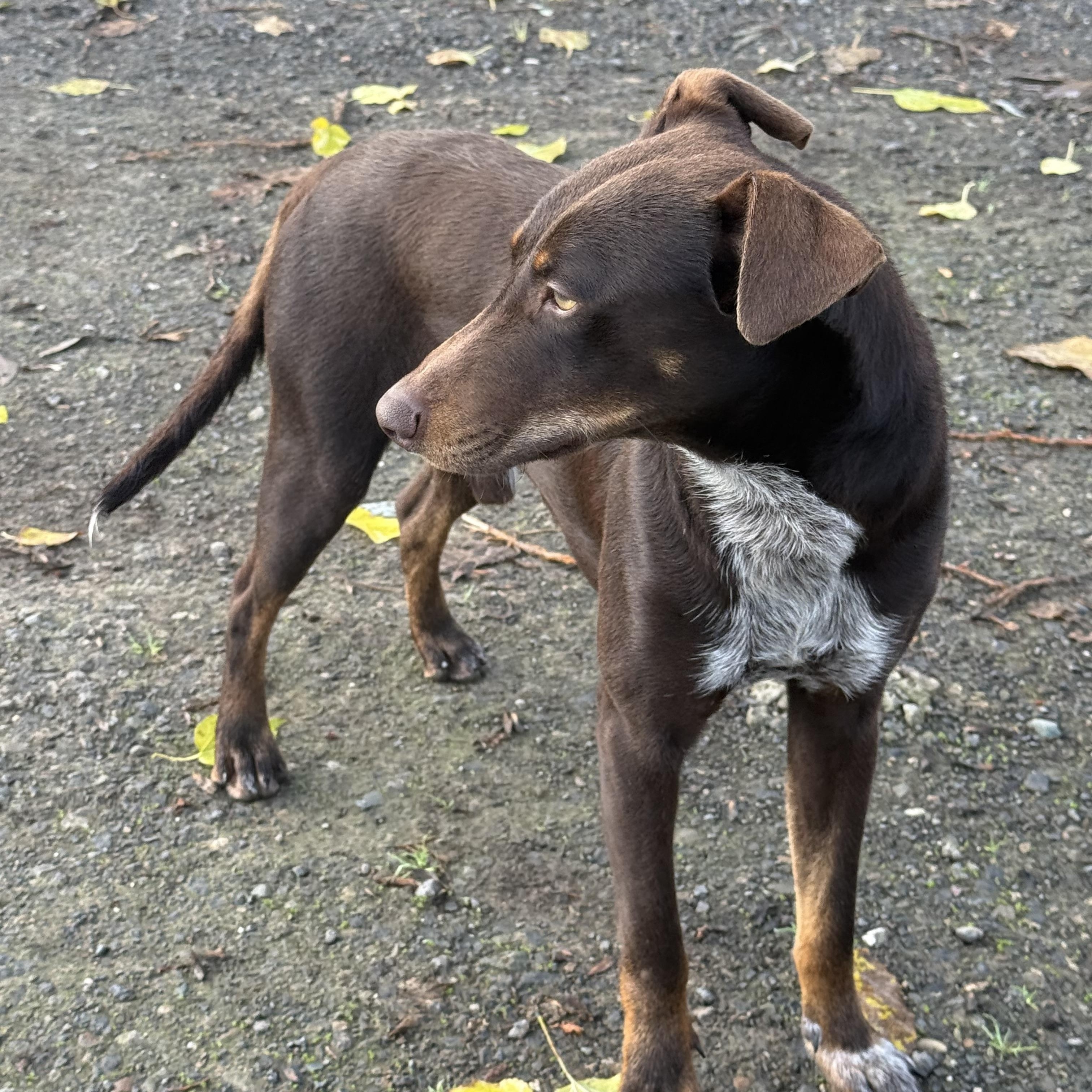Enlarge Richard, a ADOPTABLE mixed breed in modesto, CA image 6/6