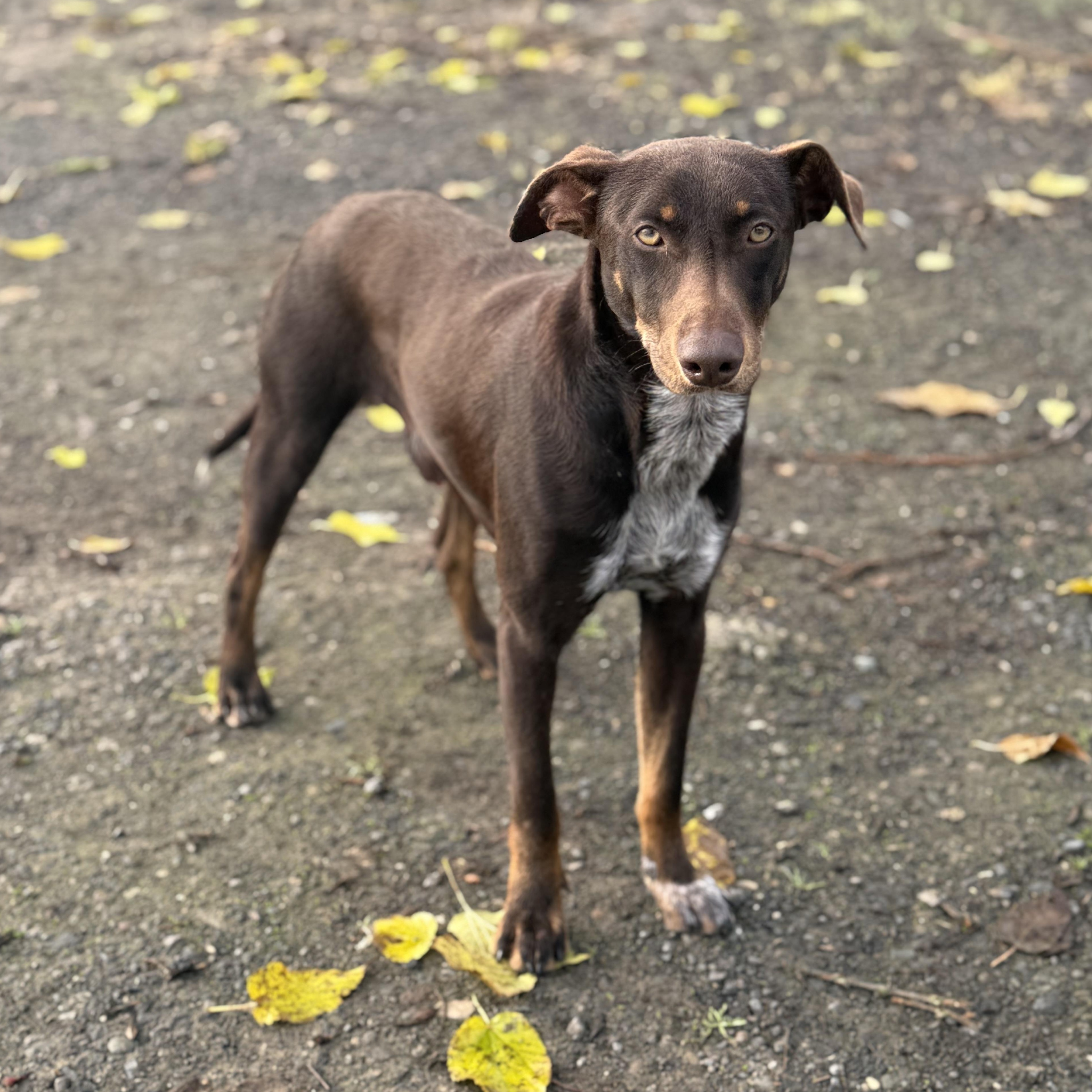 Richard, ADOPTABLE, Young Male Doberman Pinscher & Manchester Terrier.