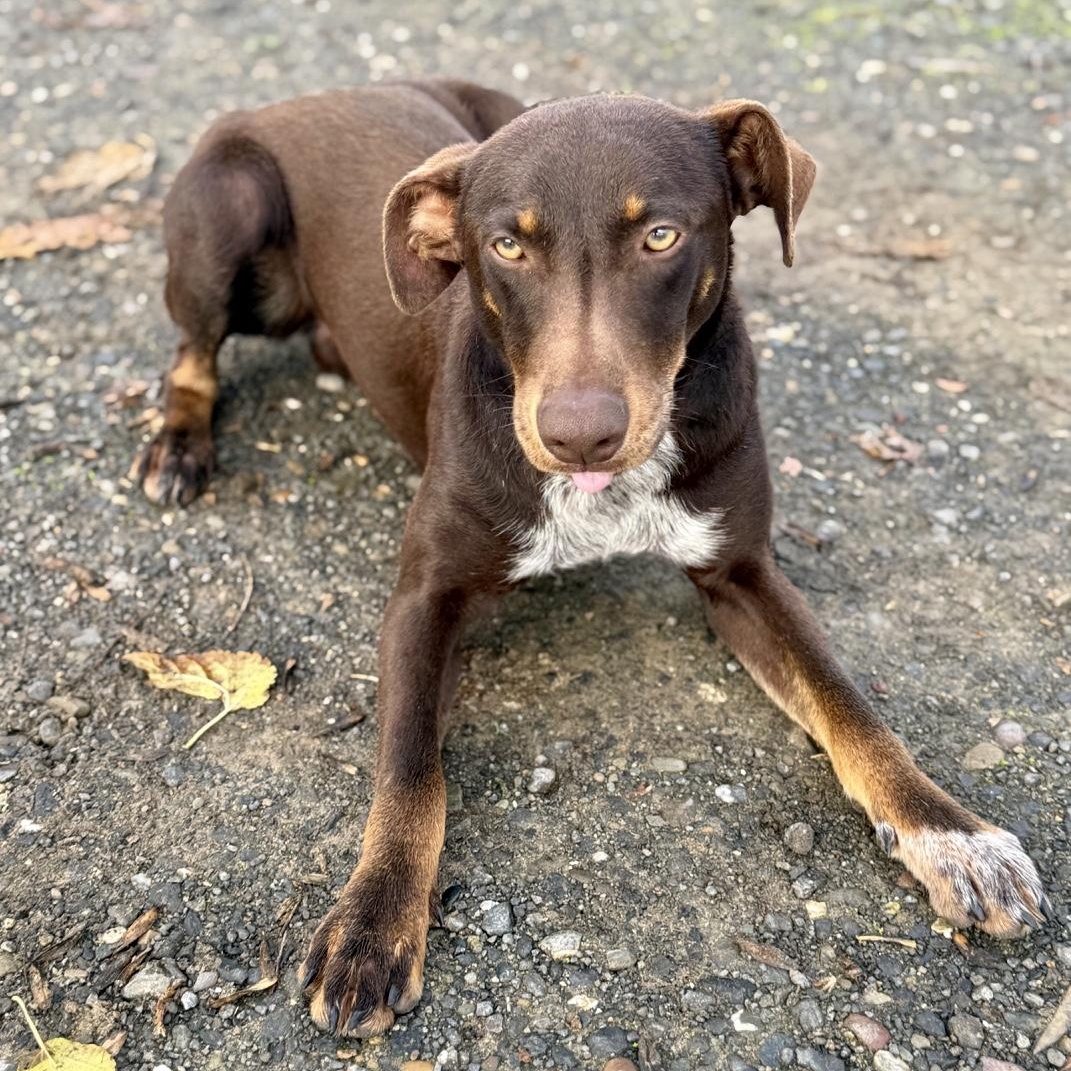 Enlarge Richard, a ADOPTABLE mixed breed in modesto, CA image 2/6