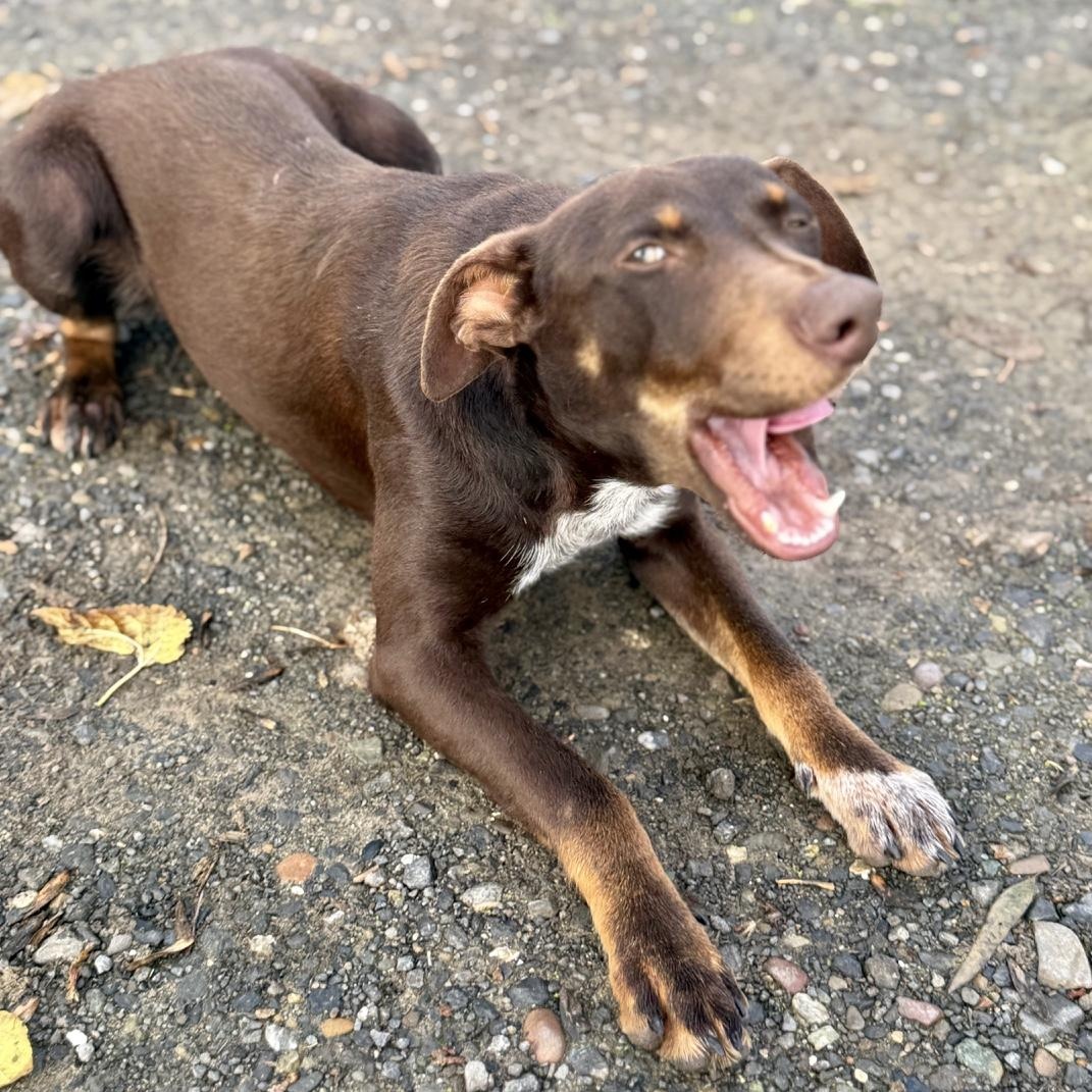 Enlarge Richard, a ADOPTABLE mixed breed in modesto, CA image 3/6