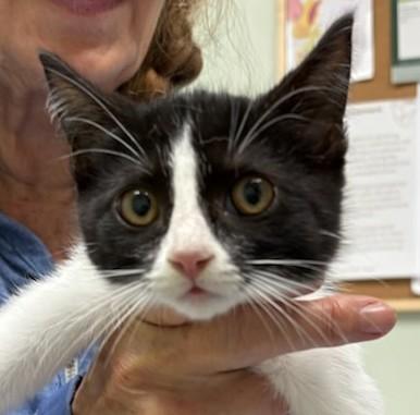Chickpea, an adoptable Domestic Short Hair in wetaskiwin, AB, t9a 2j4 | Photo Image 1