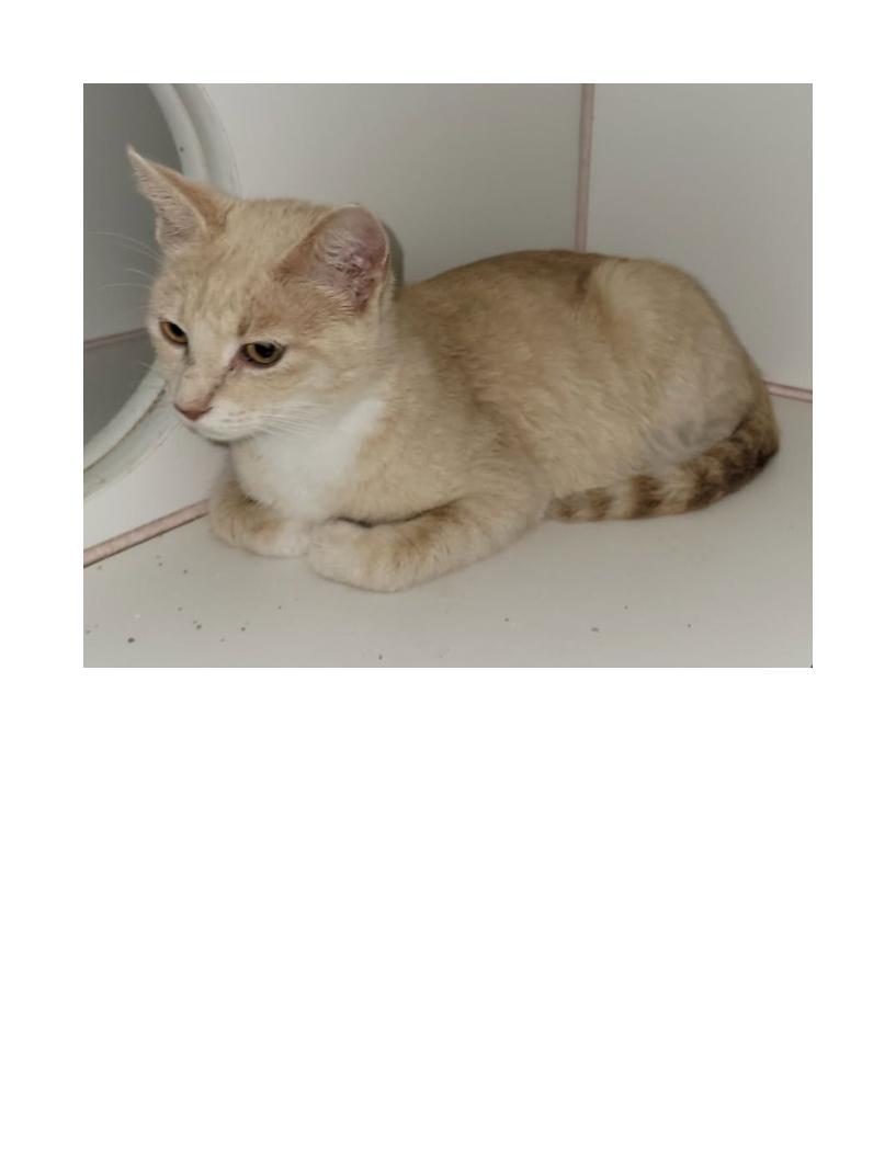Enlarge Cashmere, a ADOPTABLE American Shorthair in Lawrenceburg, KY image 1/1