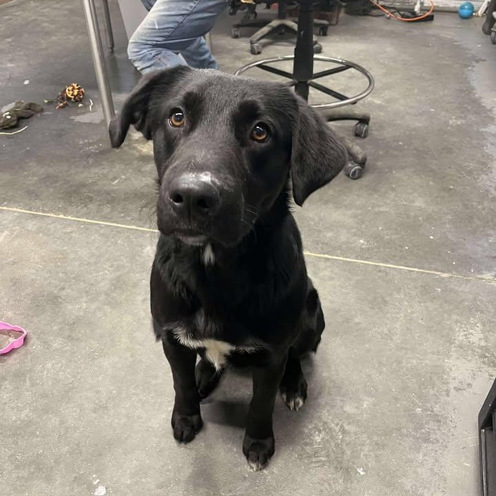 preacher, ADOPTABLE, Adult Male Mixed Breed.