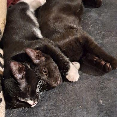 Enlarge Rudy and Ollie, a ADOPTABLE Domestic Short Hair in Bethlehem, PA image 2/6