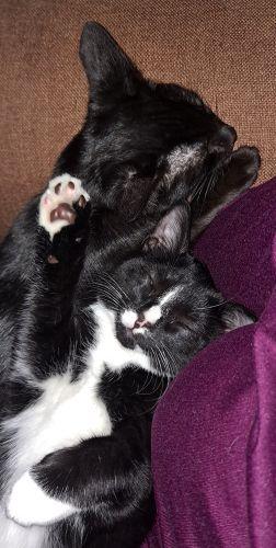 Enlarge Rudy and Ollie, a ADOPTABLE Domestic Short Hair in Bethlehem, PA image 3/6