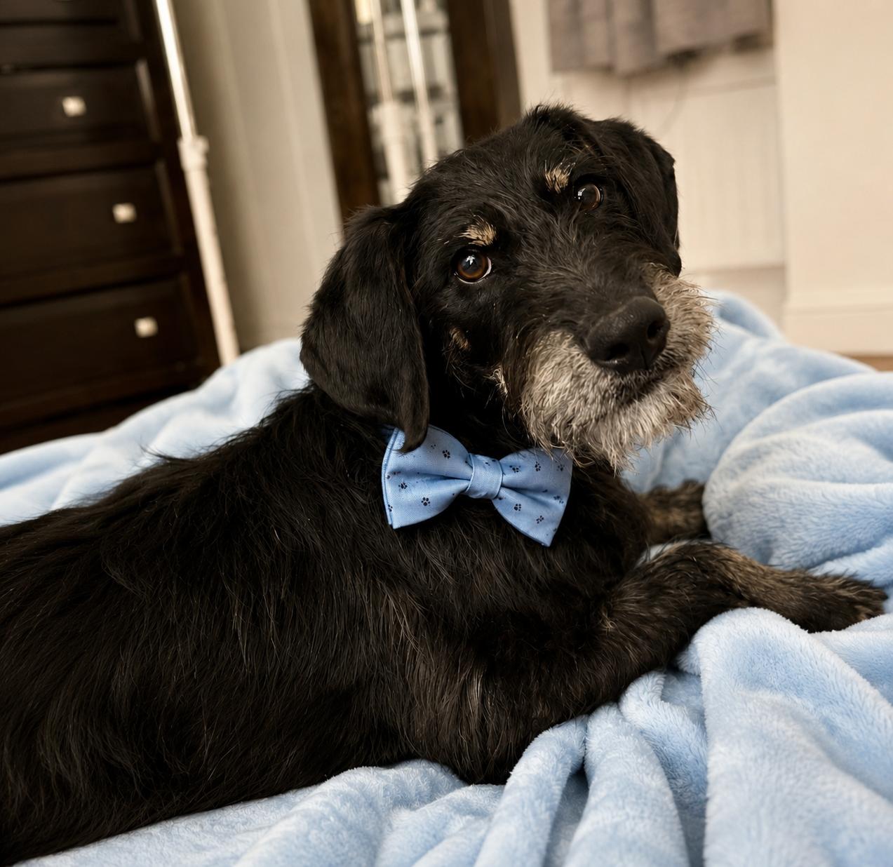 Enlarge Niko aka Stanley -minature doodle, a Adopted mixed breed in Mount Laurel, NJ image 2/3