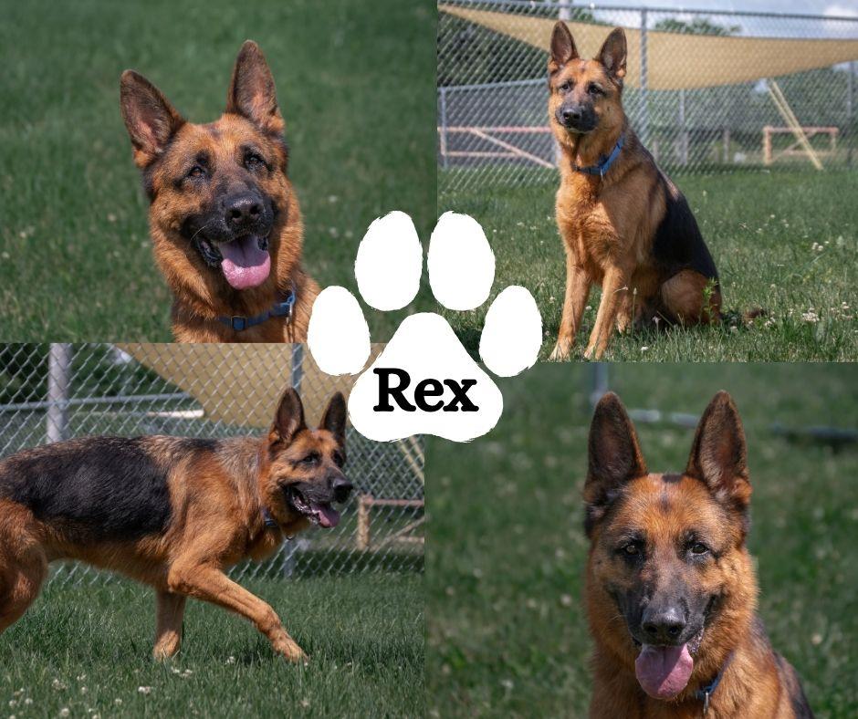 Rex, ADOPTABLE, Adult Male German Shepherd Dog.