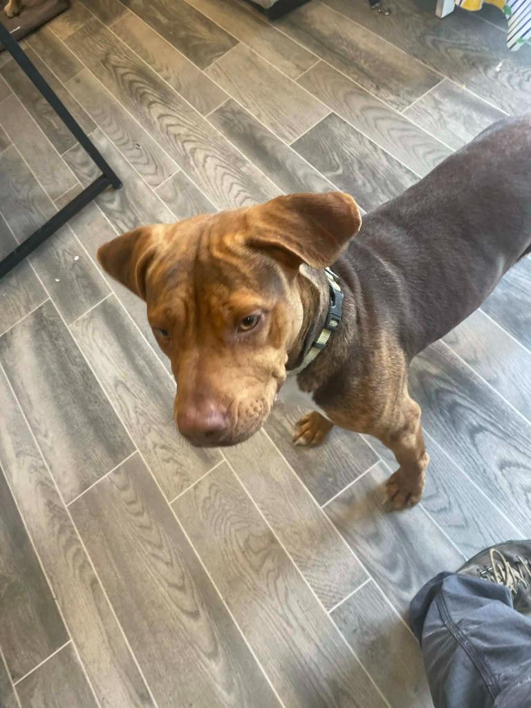 Delphine, Adoptable, Puppy Female Dogue de Bordeaux & Labrador Retriever.