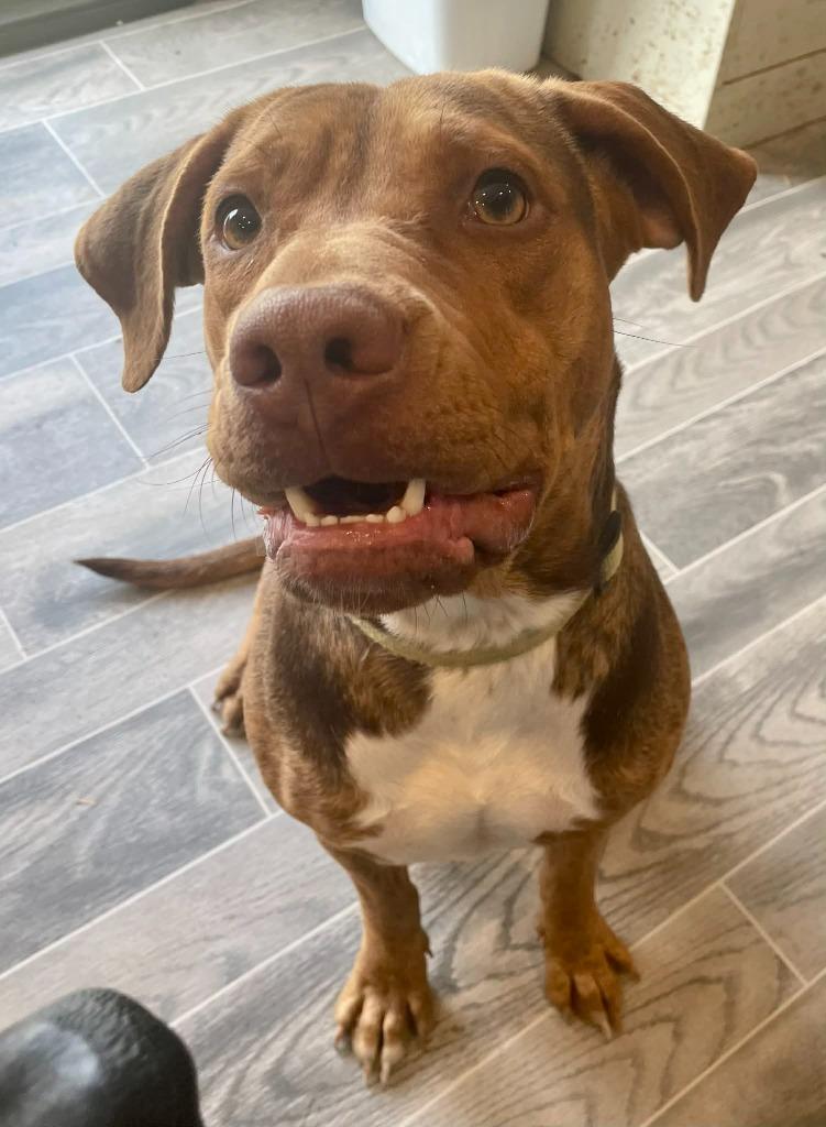 Enlarge Delphine, a Adoptable mixed breed in Nashville, GA image 2/3