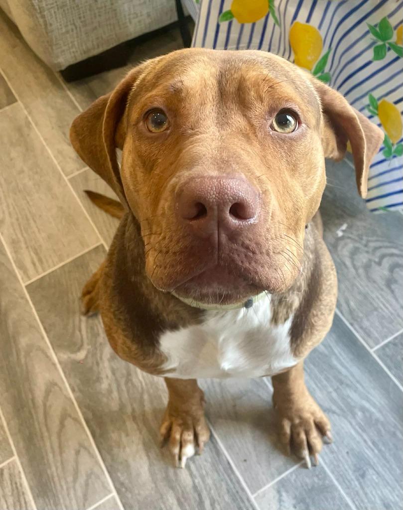 Enlarge Delphine, a Adoptable mixed breed in Nashville, GA image 3/3
