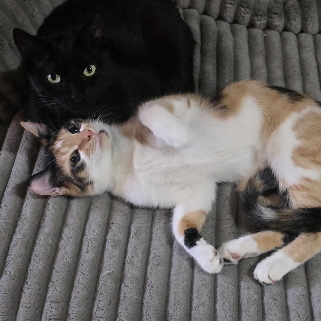 Freya with Luna, Adoptable, Young Female Domestic Short Hair.