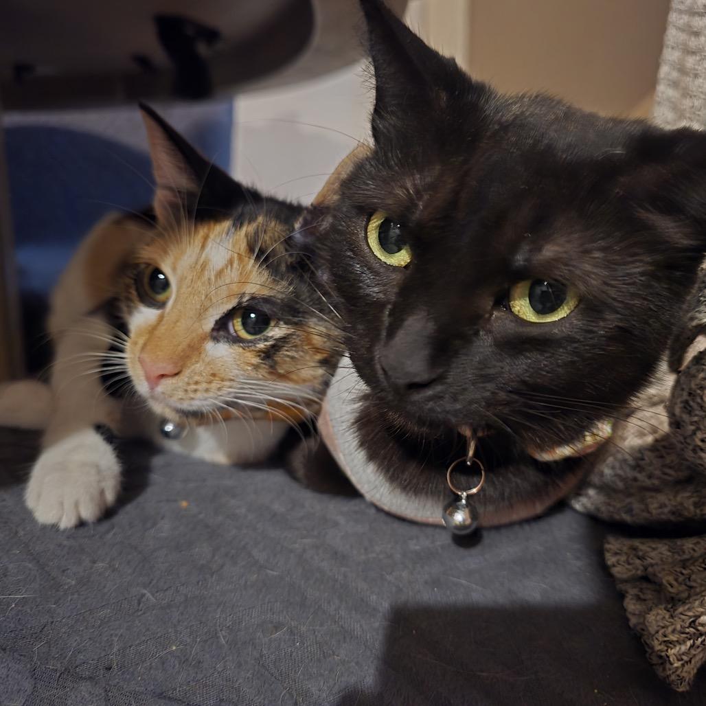 Freya with Luna, a Adoptable Domestic Short Hair in Manchester, CT image 2/6