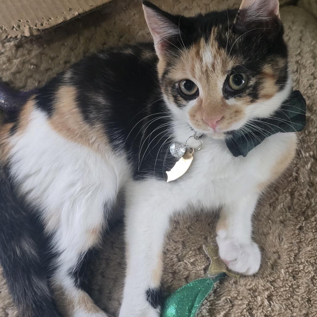 Freya with Luna, a Adoptable Domestic Short Hair in Manchester, CT image 3/6