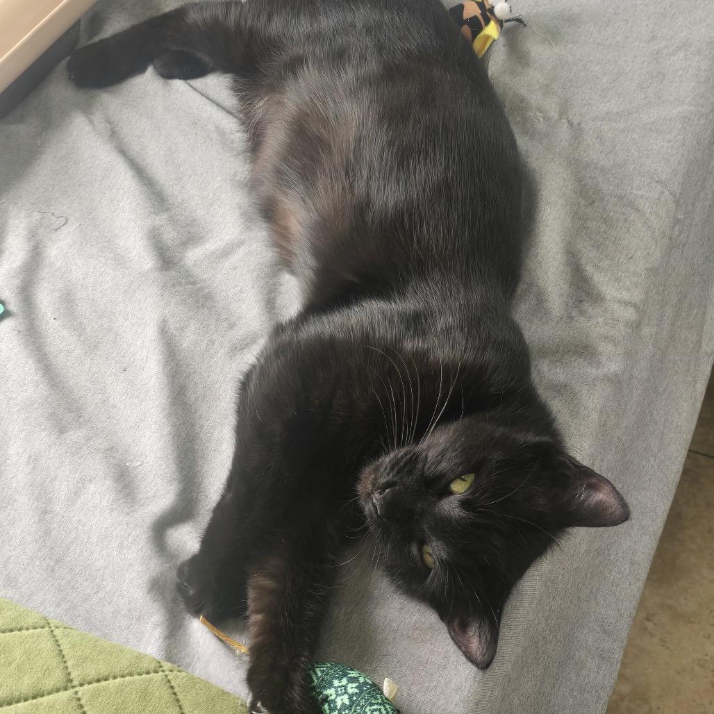 Freya with Luna, a Adoptable Domestic Short Hair in Manchester, CT image 4/6