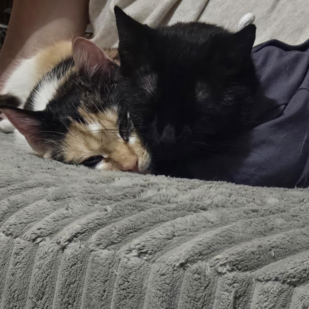 Freya with Luna, a Adoptable Domestic Short Hair in Manchester, CT image 5/6