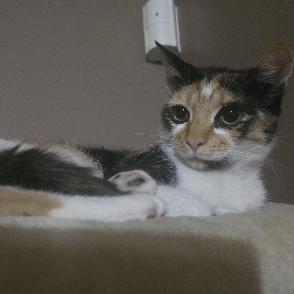 Freya with Luna, a Adoptable Domestic Short Hair in Manchester, CT image 6/6