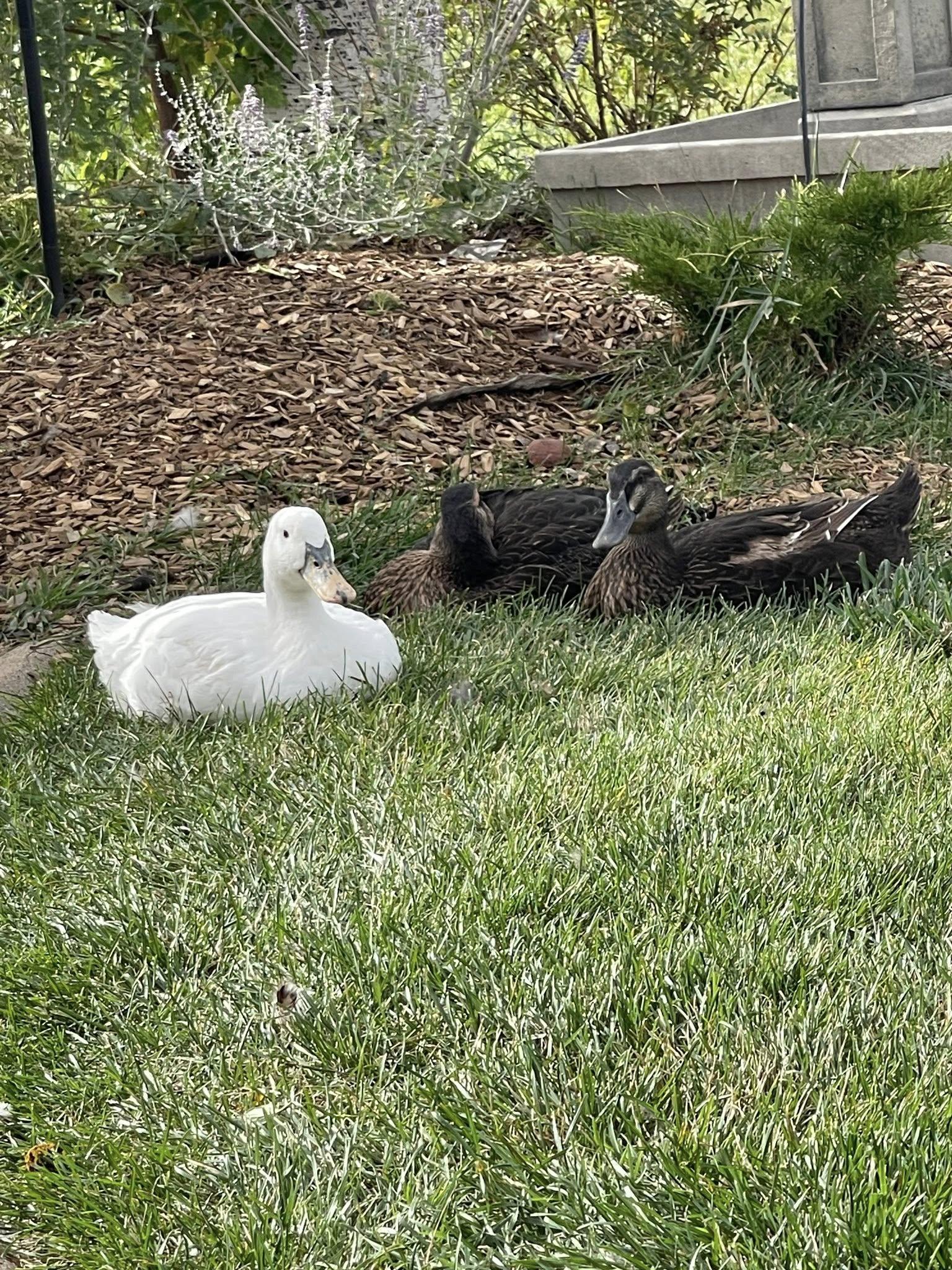 Three Ducks