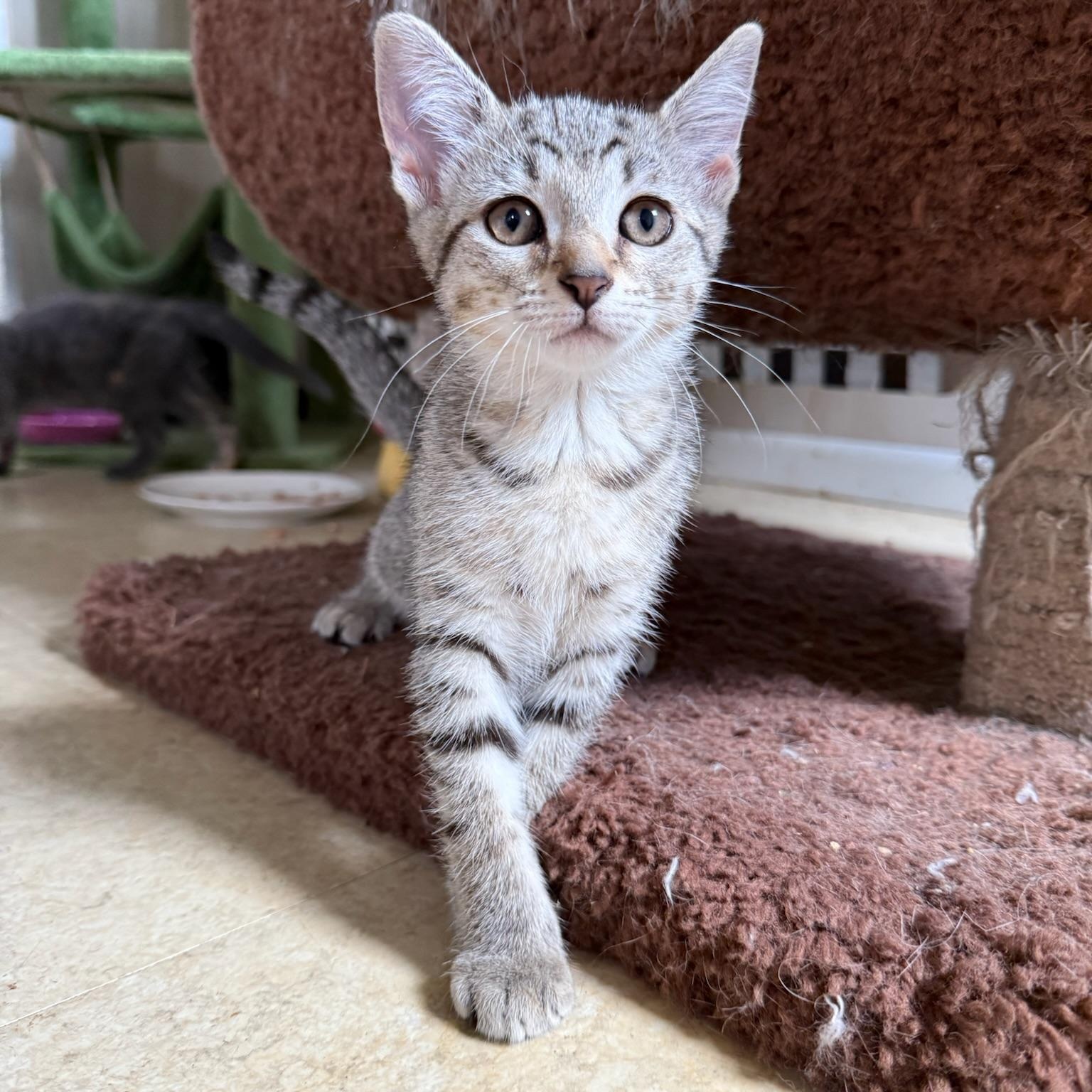 Debs, a Adoptable mixed breed in Murphysboro, IL image 6/6