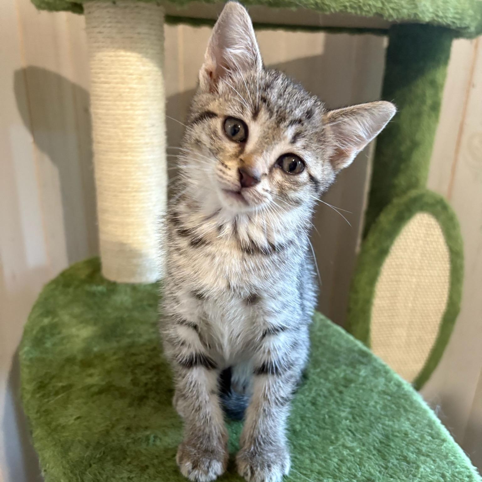 Debs, a Adoptable mixed breed in Murphysboro, IL image 5/6