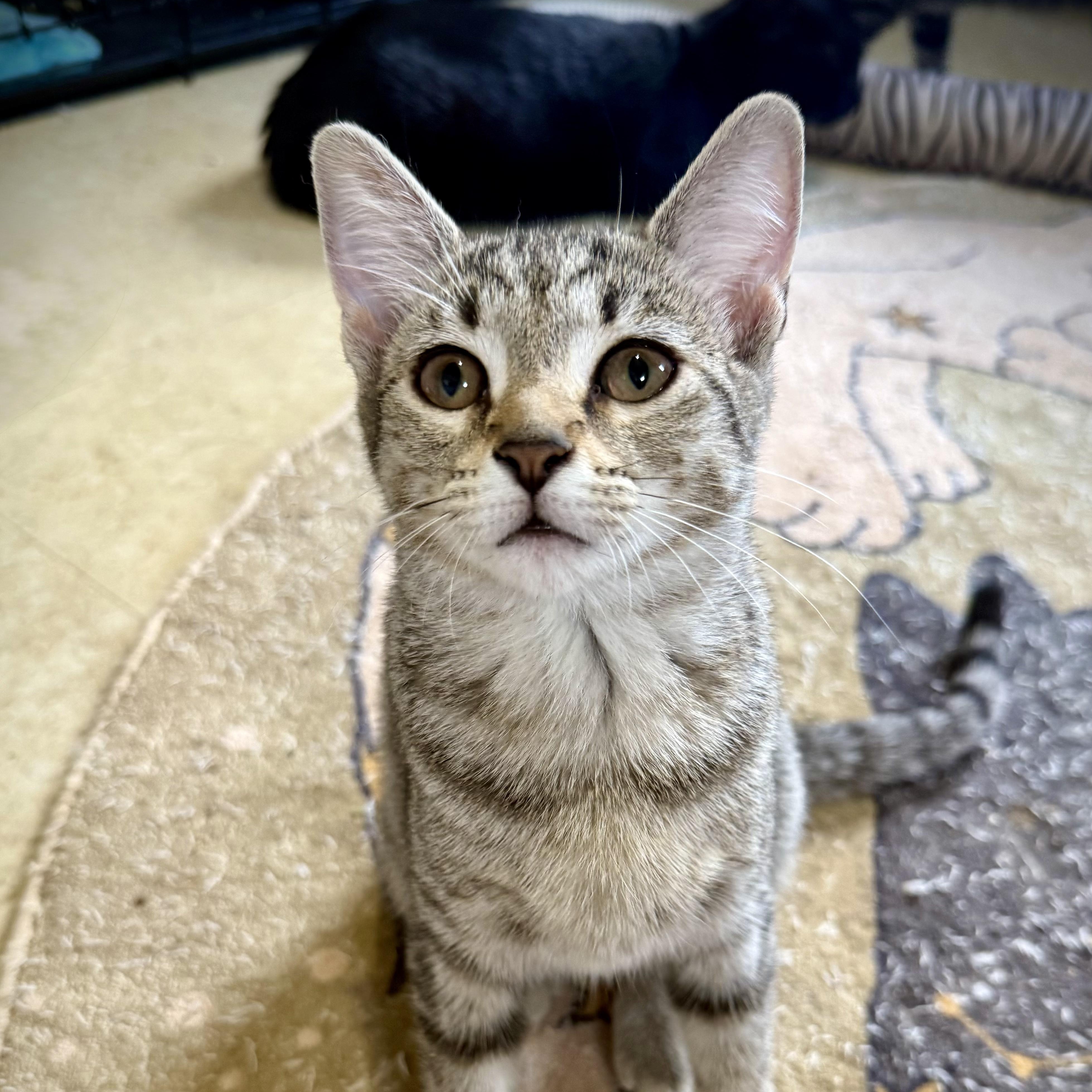 Debs, a Adoptable mixed breed in Murphysboro, IL image 4/6