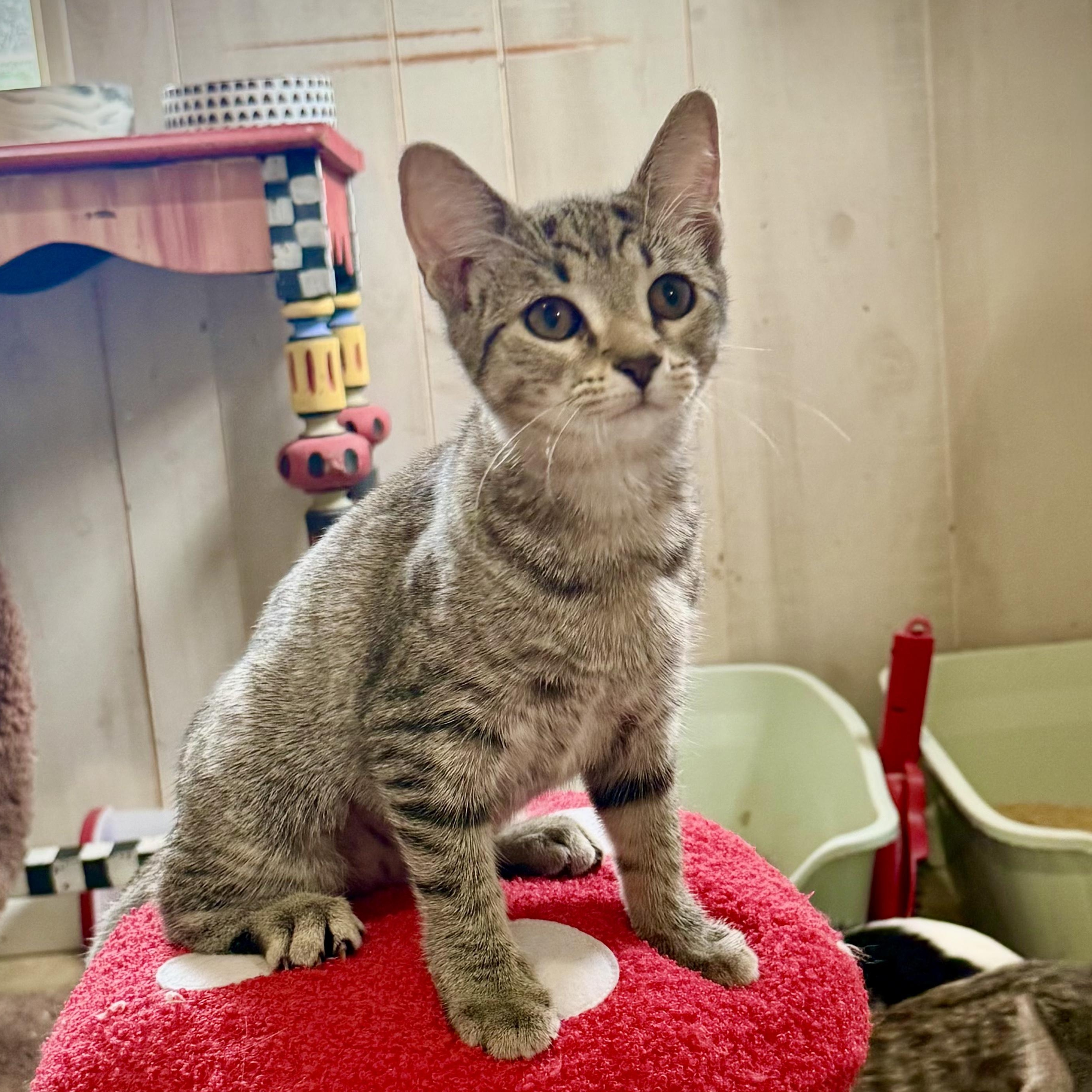 Debs, a Adoptable mixed breed in Murphysboro, IL image 3/6