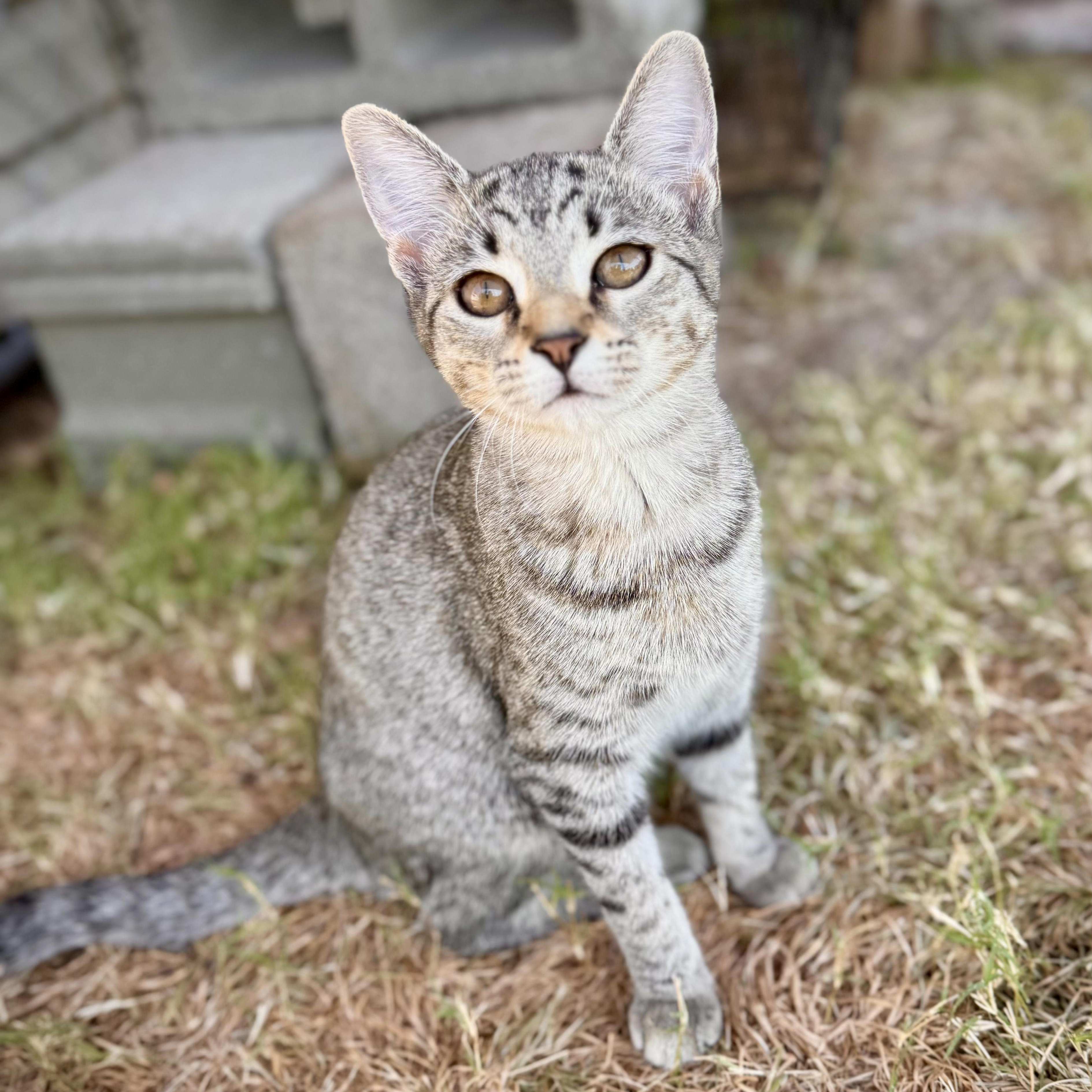Debs, Adoptable, Young Female Domestic Short Hair & Siamese.