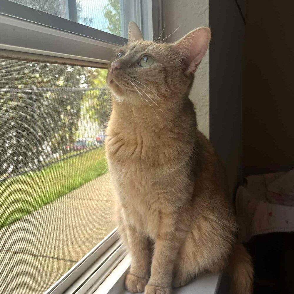 Enlarge Daisy, a Adoptable Domestic Short Hair in Candler, NC image 1/3