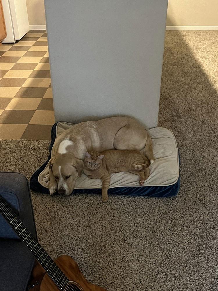 Enlarge Daisy, a Adoptable Domestic Short Hair in Candler, NC image 2/3