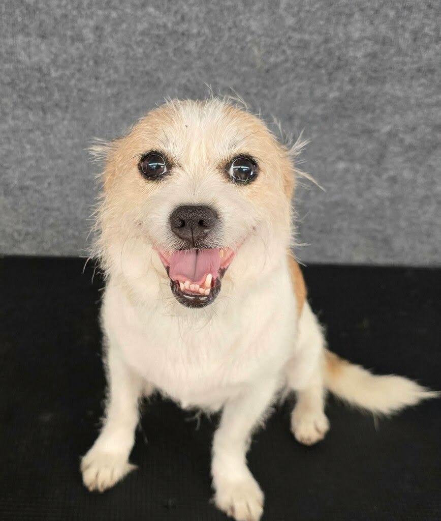 Mr. T "Trouble that makes you smile", ADOPTABLE, Adult Male Jack Russell Terrier.