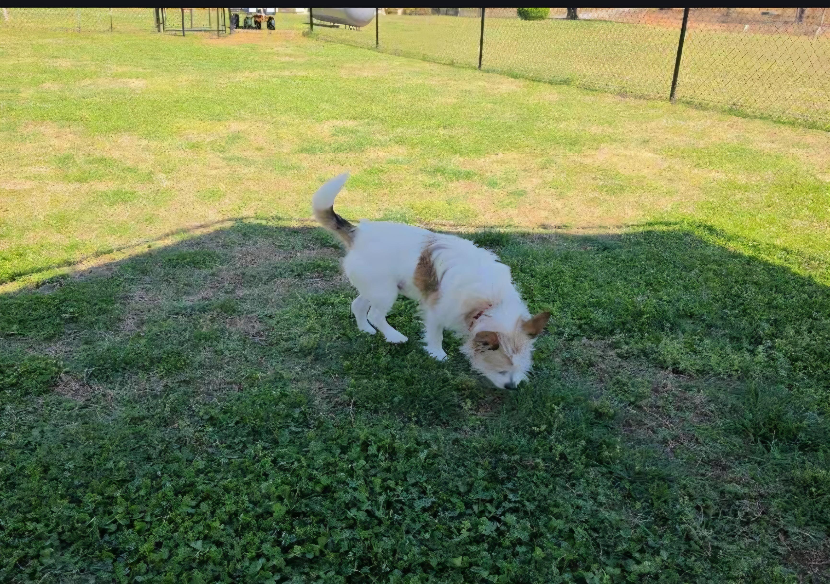 Enlarge Trouble, a ADOPTABLE mixed breed in Greenville, SC image 2/4