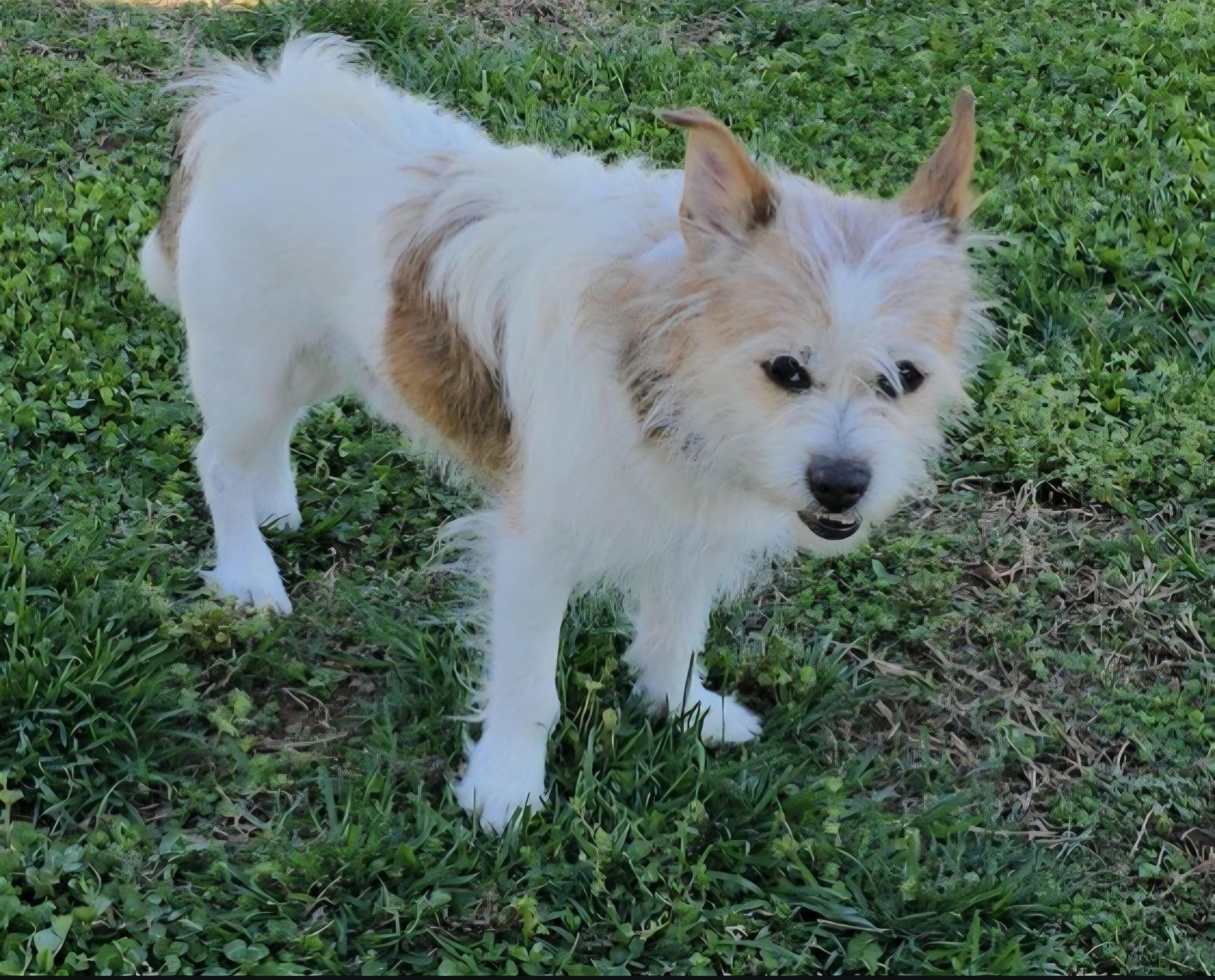 Enlarge Trouble, a ADOPTABLE mixed breed in Greenville, SC image 1/4