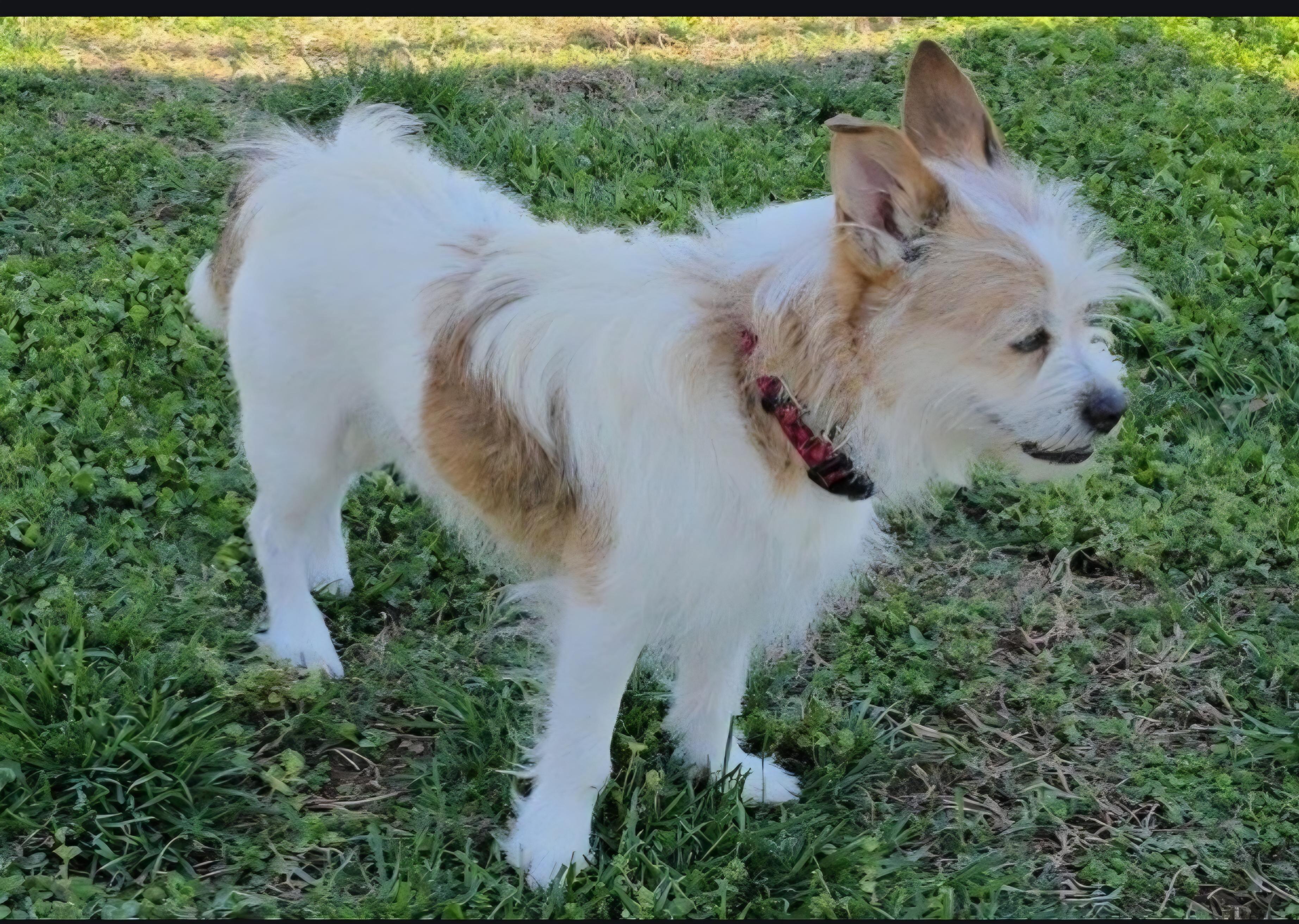 Enlarge Trouble, a ADOPTABLE mixed breed in Greenville, SC image 3/4
