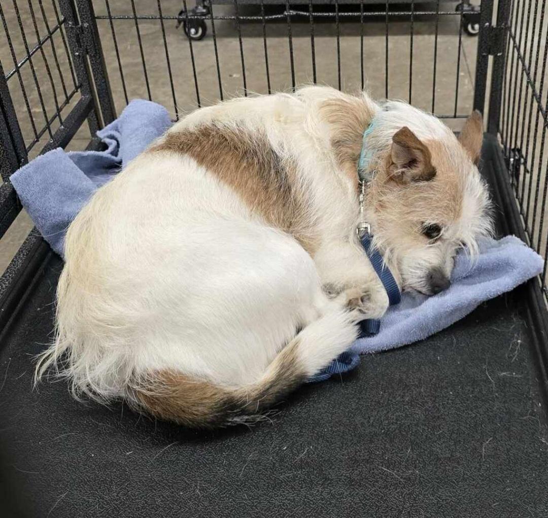 Enlarge Trouble, a ADOPTABLE mixed breed in Greenville, SC image 4/4