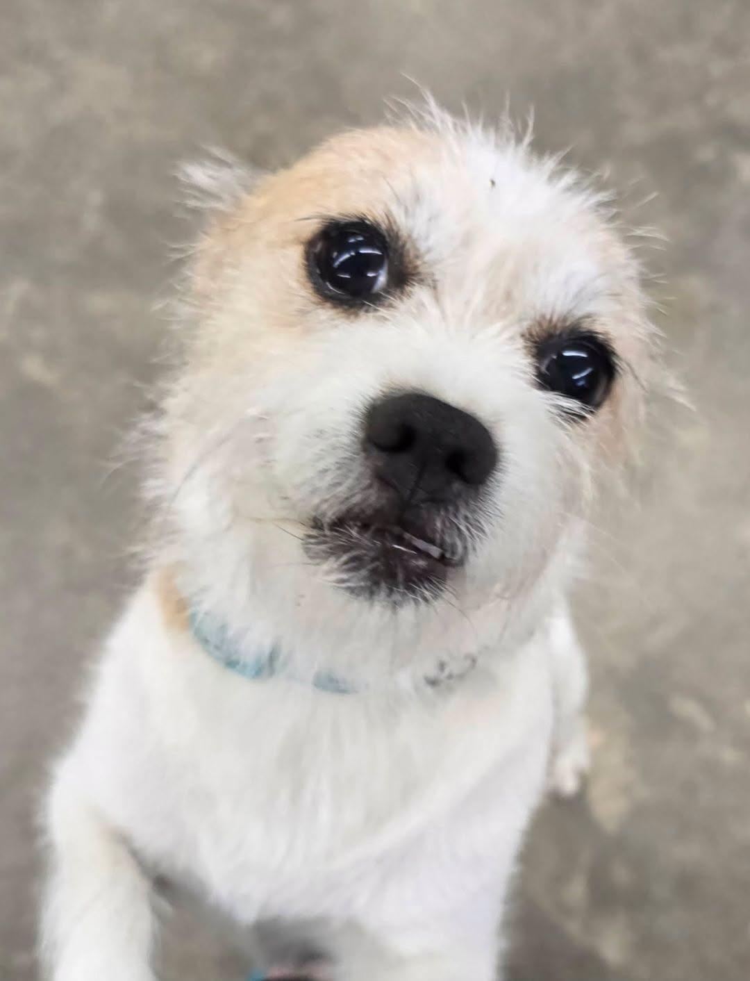 Mr. T "Trouble that makes you smile", a ADOPTABLE mixed breed in Greenville, SC image 2/6