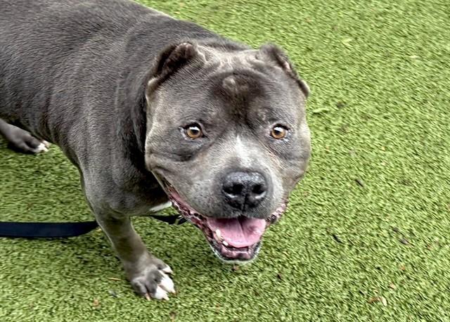 Enlarge GUMBALL, a Adoptable mixed breed in Omaha, NE image 1/1