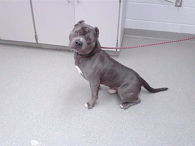 GUMBALL, Adoptable, Adult Male English Bulldog & Mixed Breed.
