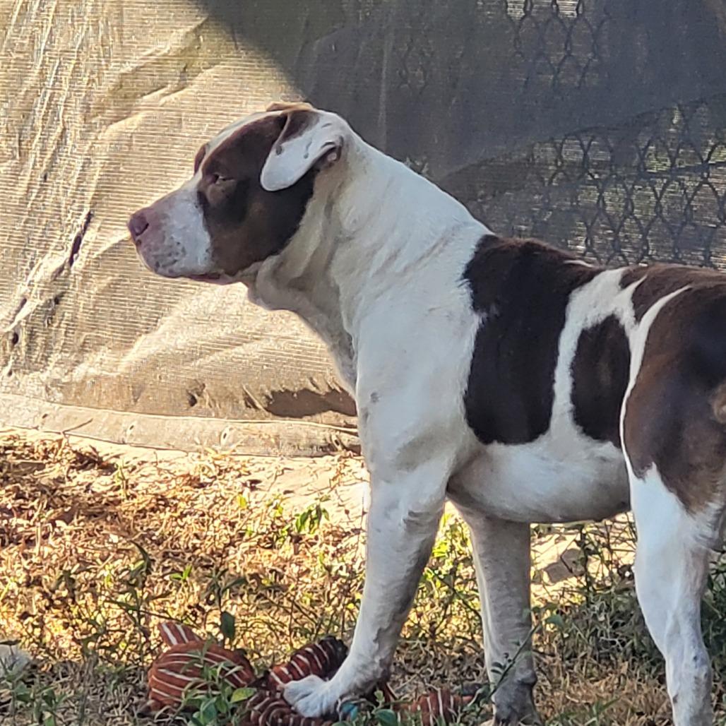 Patches, Adoptable, Adult Male Mixed Breed.