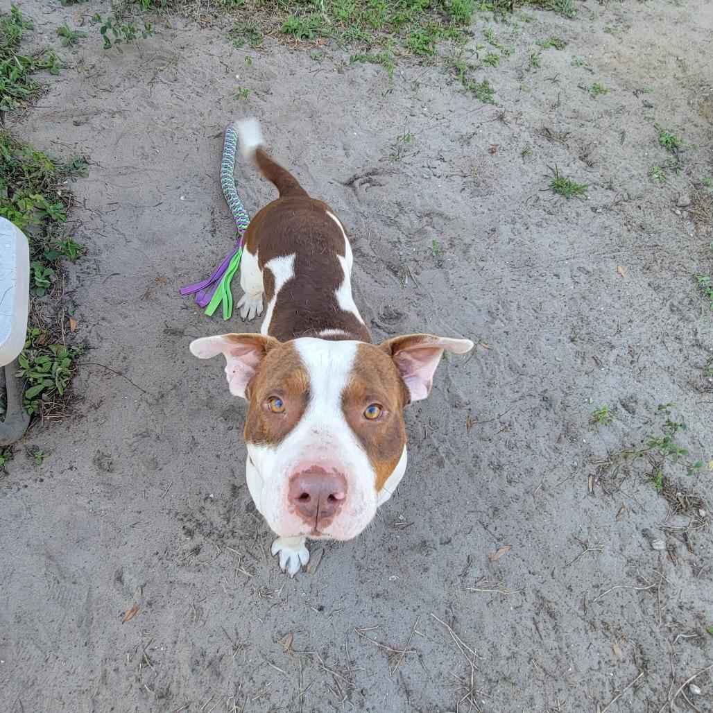 Enlarge Patches, a Adoptable Mixed Breed in Lake Panasoffkee, FL image 2/6