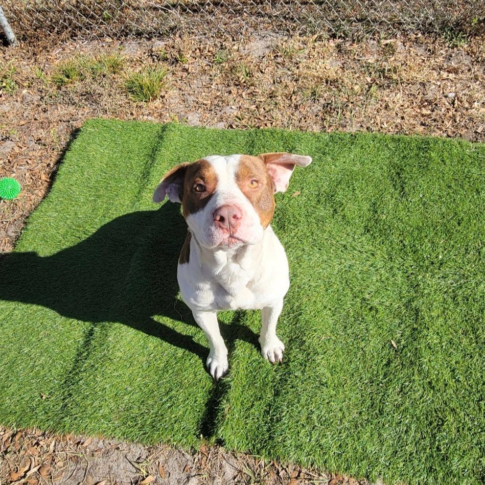 Enlarge Patches, a Adoptable Mixed Breed in Lake Panasoffkee, FL image 3/6