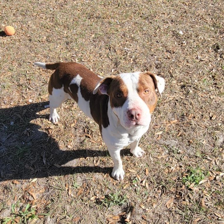 Enlarge Patches, a Adoptable Mixed Breed in Lake Panasoffkee, FL image 4/6