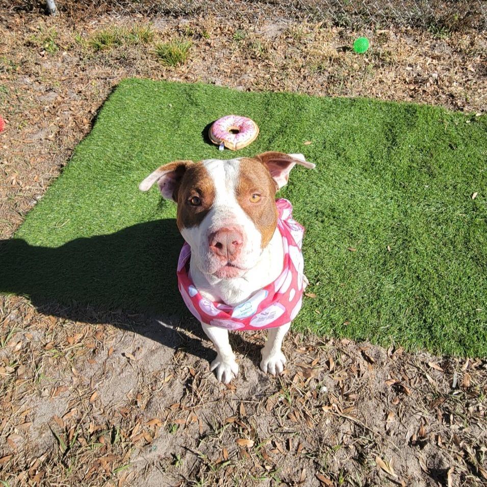 Enlarge Patches, a Adoptable Mixed Breed in Lake Panasoffkee, FL image 5/6