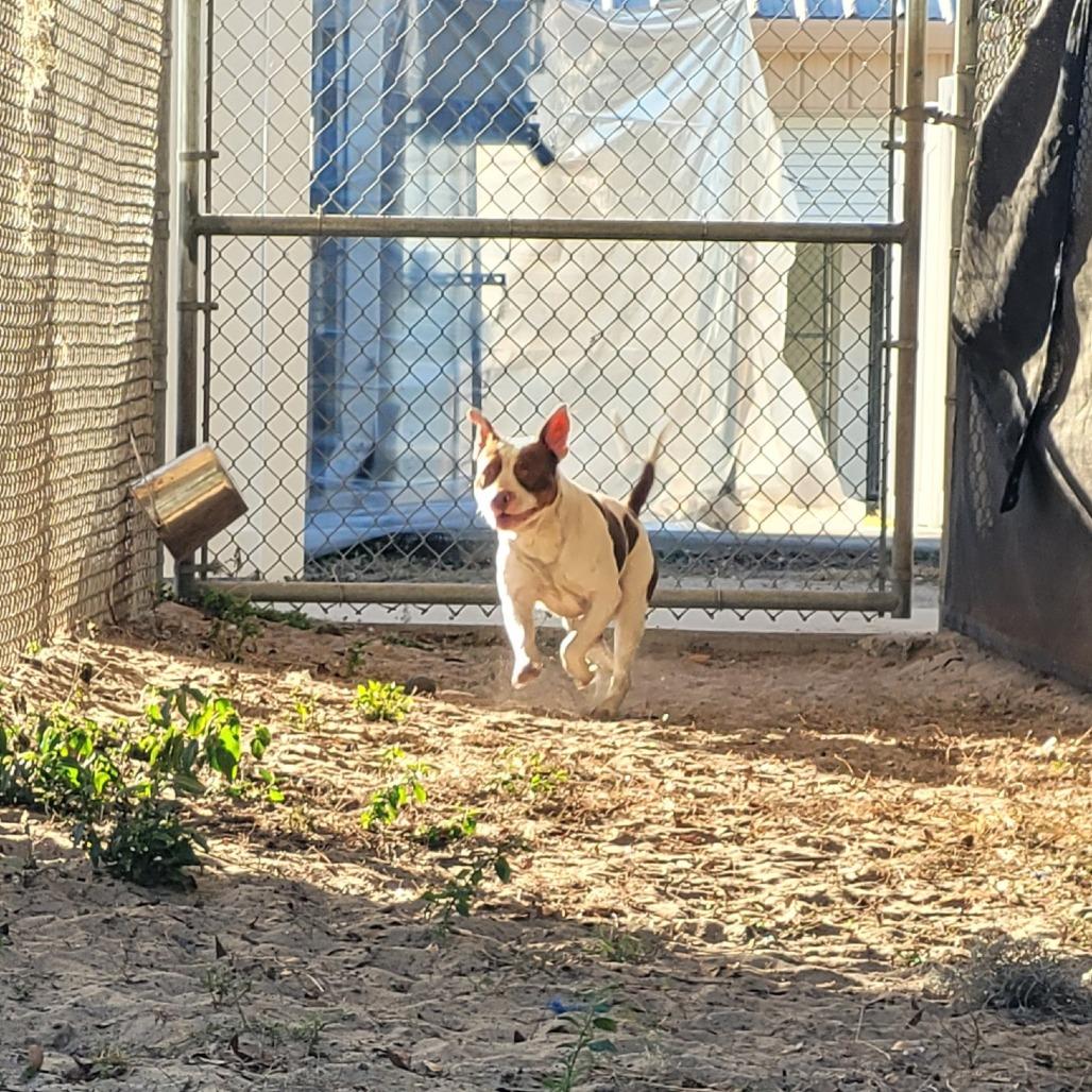 Enlarge Patches, a Adoptable Mixed Breed in Lake Panasoffkee, FL image 6/6