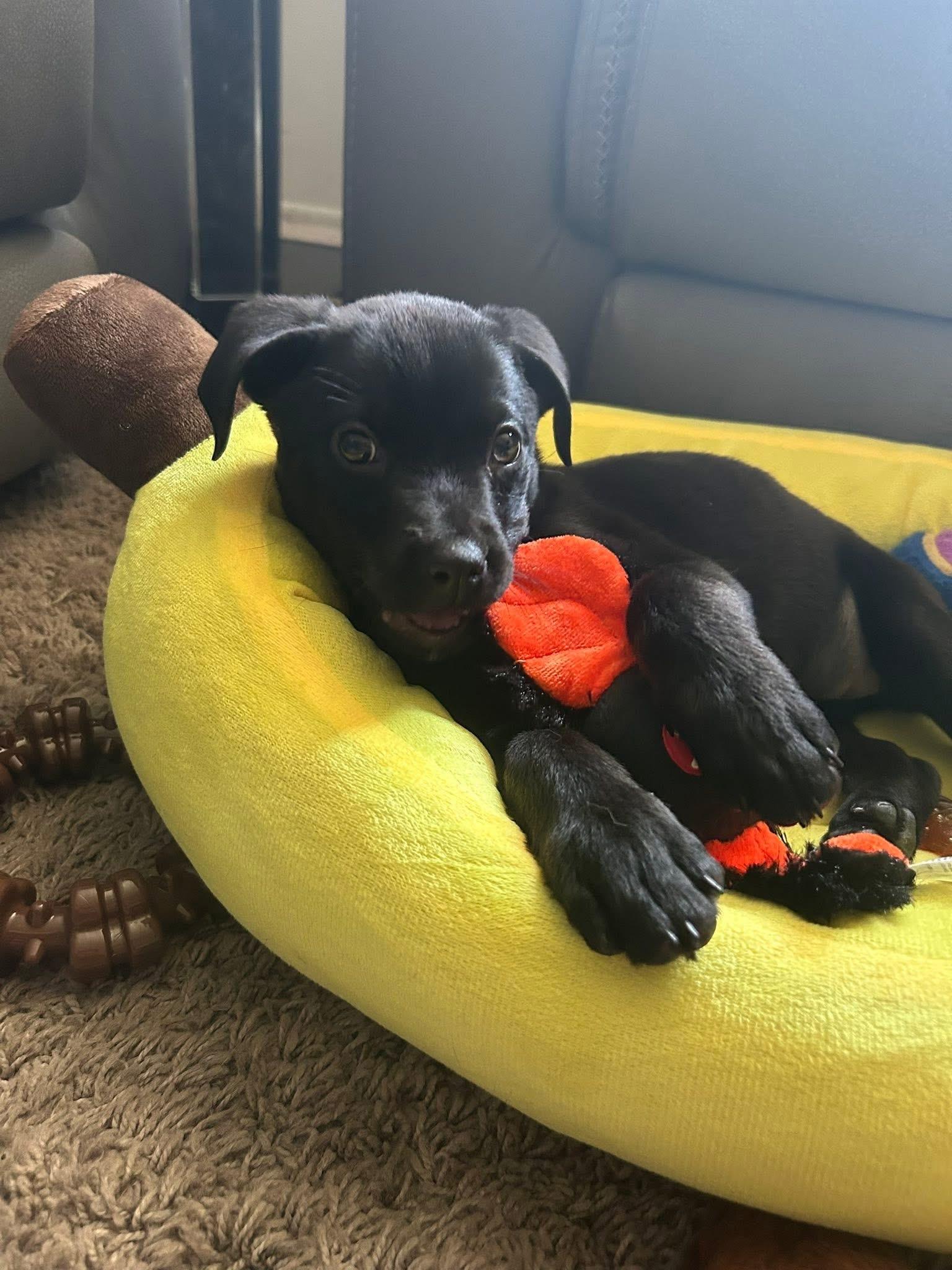 Mavis <3, Adopted, Puppy Female Rottweiler & Siberian Husky.