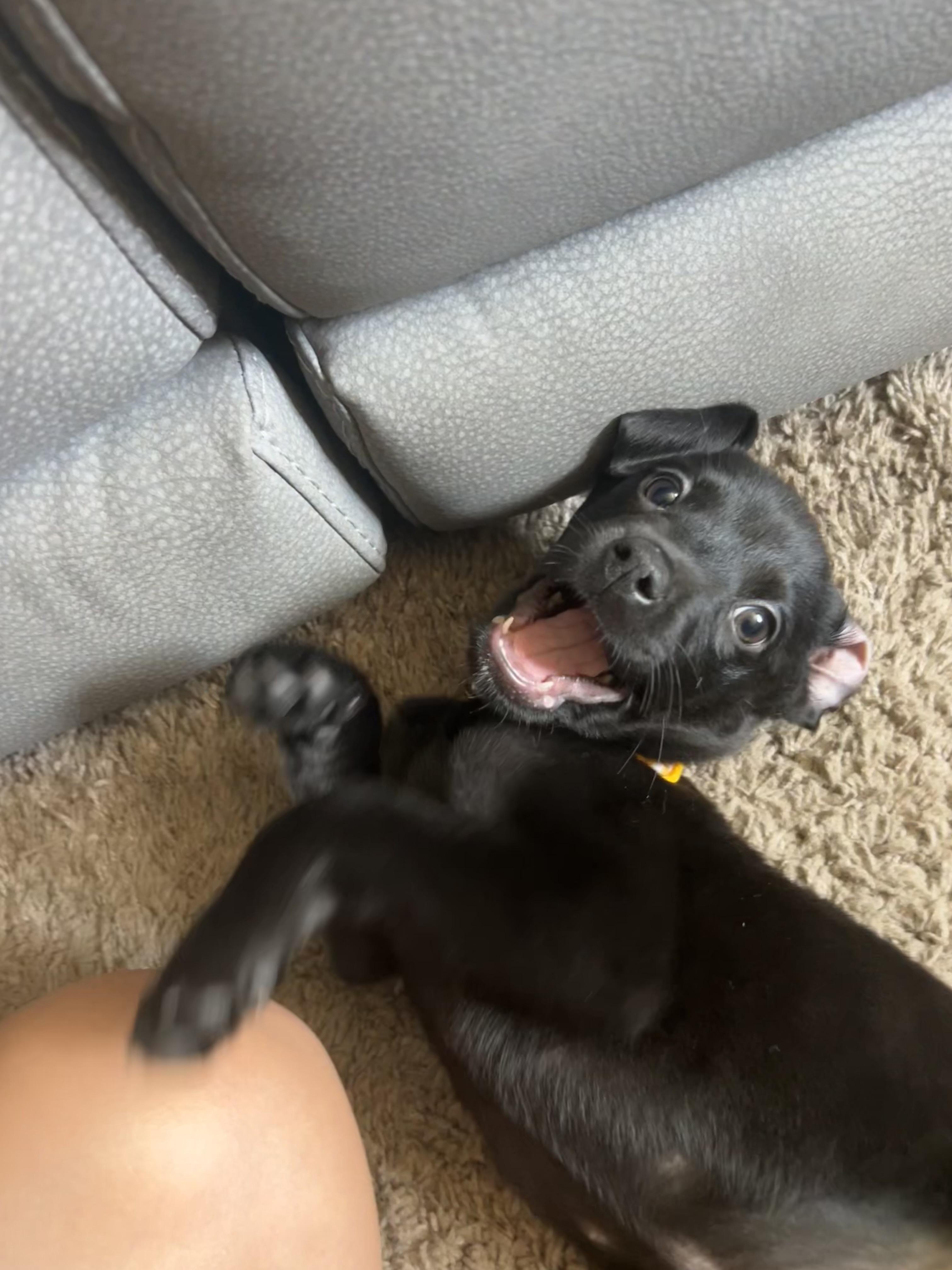 Enlarge Mavis <3, a Adopted mixed breed in Lincoln Park, MI image 2/6