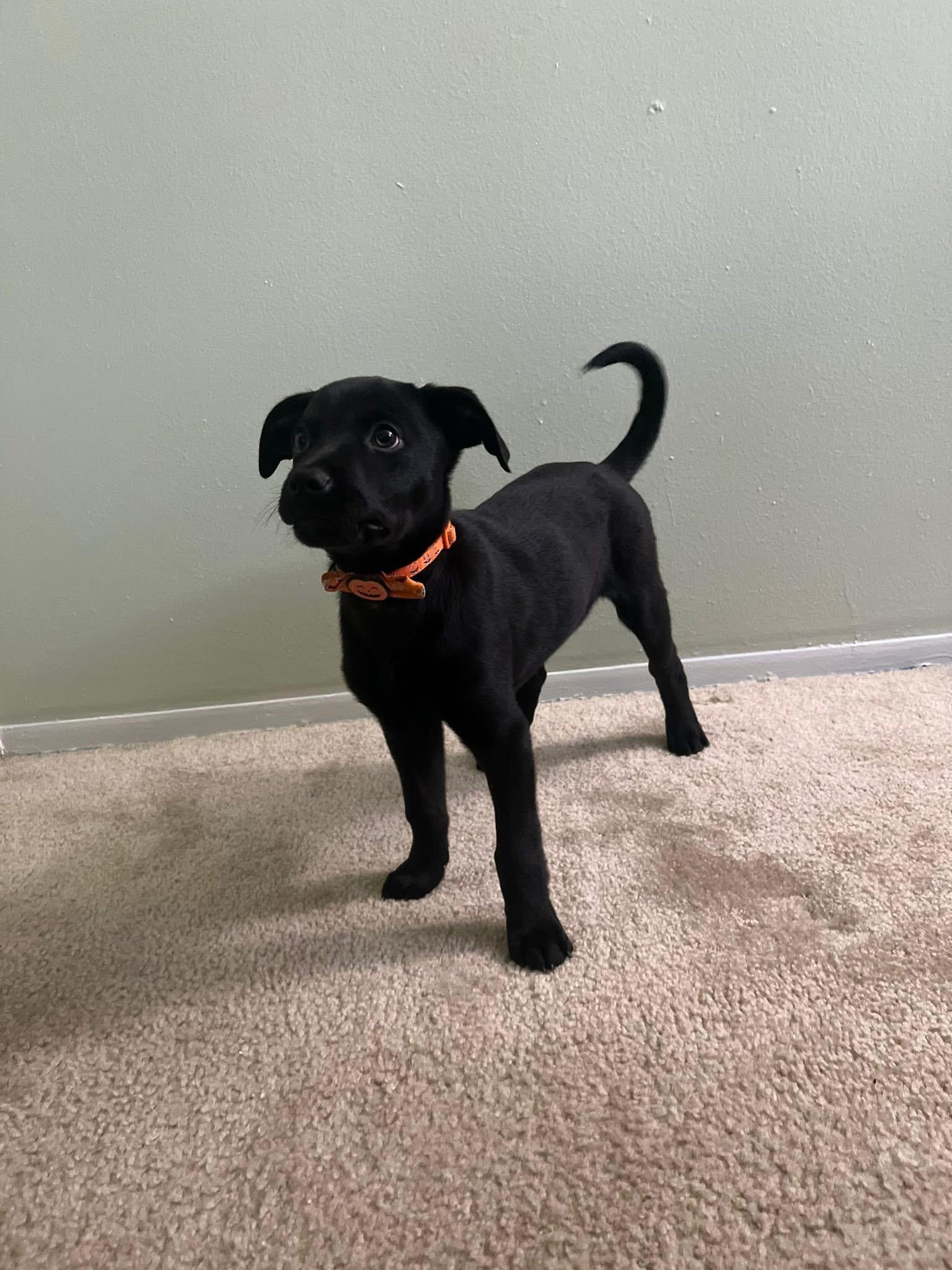 Enlarge Mavis <3, a Adopted mixed breed in Lincoln Park, MI image 5/6