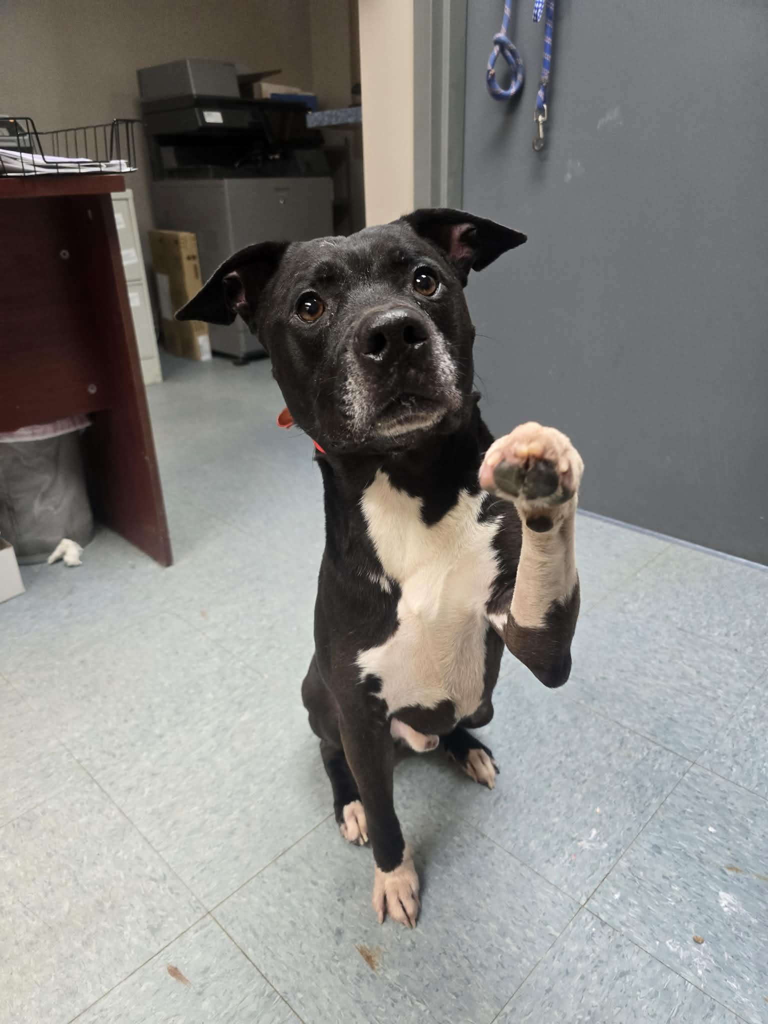 Enlarge SAINT, a ADOPTABLE mixed breed in Rock Falls, IL image 4/6