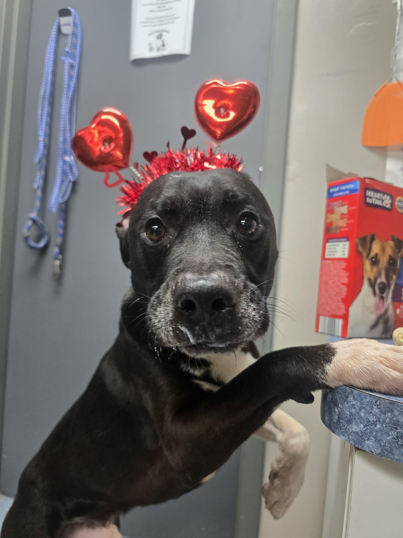 Enlarge SAINT, a ADOPTABLE mixed breed in Rock Falls, IL image 6/6