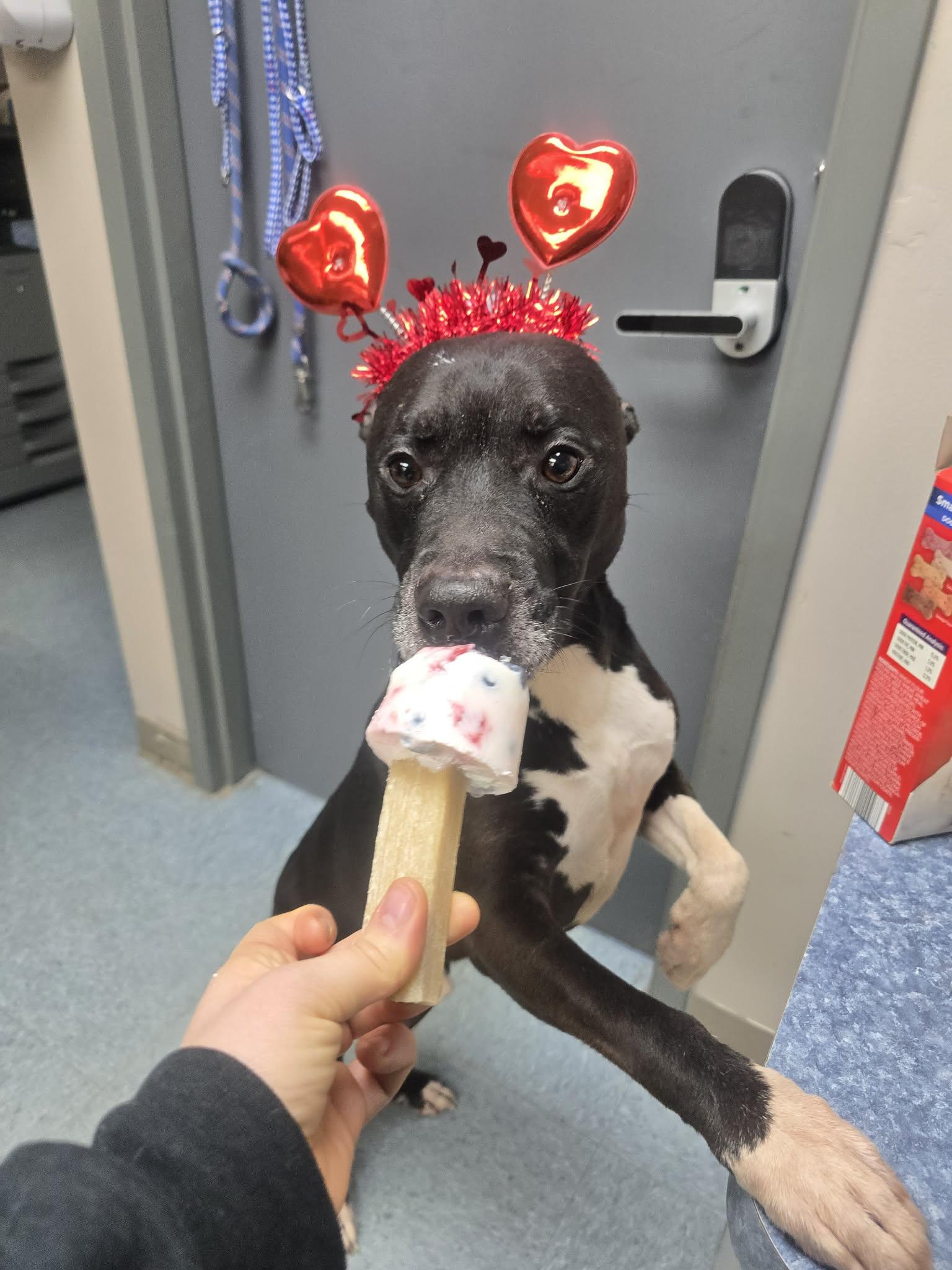 Enlarge SAINT, a ADOPTABLE mixed breed in Rock Falls, IL image 5/6