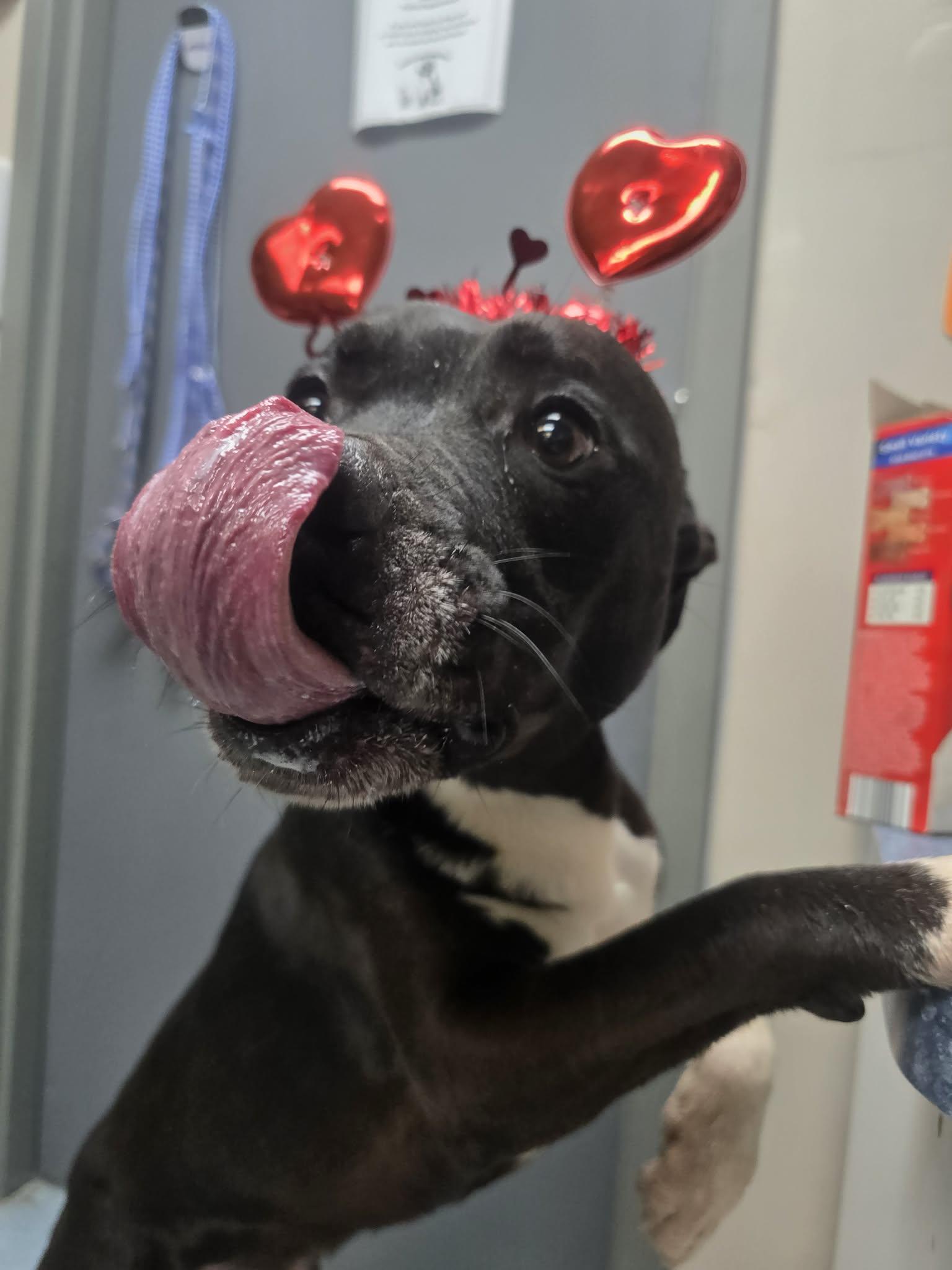 Enlarge SAINT, a ADOPTABLE mixed breed in Rock Falls, IL image 2/6